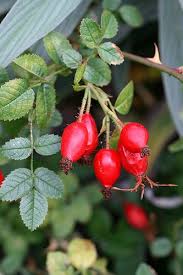 Rosa Eglanteria Rozy Yagody Cvety