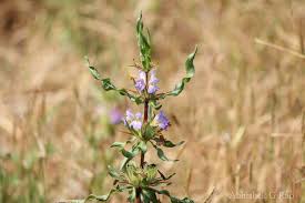 Image result for Hygrophila schulli