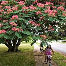 Maybe you would like to learn more about one of these? Buy Variety House Indian Pink Color Flower Mimosa Albizia Julibrissin Silk Tree Seeds Online At Low Prices In India Amazon In