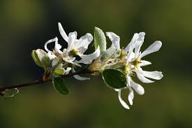 Image result for Amelanchier ovalis