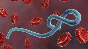 There are five currently known species of ebola, each of which belong to the family filoviridae: Vaccines Against Ebola Virus Disease Oxford Vaccine Group