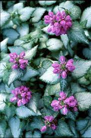 Buy your favorite perennial flowers today and save! Lamium Purple Dragon Set Of 3 Pots Etsy In 2021 Ground Cover Plants Shade Plants Plants