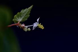Image result for Begonia bequaertii