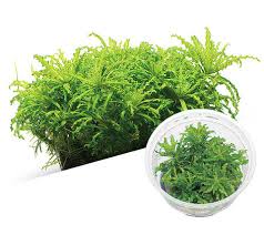 Image result for Pogostemon rogersii