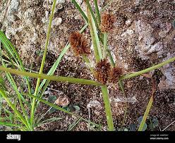 Image result for Cyperus squarrosus