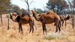 Although (and i suspect this is where your query originates) the term is commonly used in various descriptive ways. Australia To Cull 10 000 Camels With Snipers Amid Drought Concerns News Dw 09 01 2020