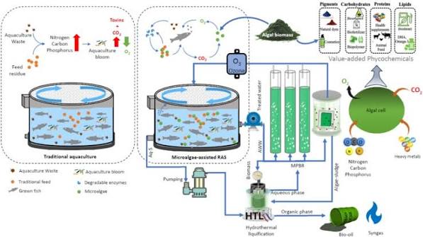 Recent advances in recirculating aquaculture systems and role of microalgae to close system loop - ScienceDirect