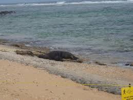 This artistically cultivated very private 1 bedroom / 2 bath home. Larsens Beach