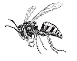 Free shipping on your first order shipped by amazon. Yellow Jacket Information Cook S Pest Control