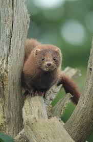 American Mink Neovison Vison Mink Animal Unusual Animals Animals Wild