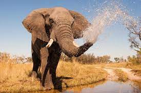 During the hot summer months. Elephant Spraying Water With His Trunk Photographic Print Donovan Van Staden Art Com