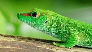 Ayrıca her kategoriden 11 milyonu aşkın yüksek kaliteli video ve video klibi keşfedin. Gecko Spirit Animal Totem Symbolism And Meaning