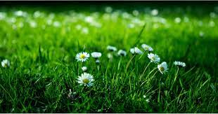 At this time of year, a lot of questions about how to get rid of chiggers. How To Get Rid Of Weeds Without Killing Your Lawn Popsugar Home