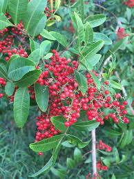 Image result for Schinus