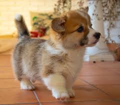 The risks of being anesthetized outweigh the. Do Corgis Have Tails Why Should You Dock Your Corgis Petshoper