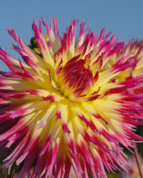 Buy flower bulbs online, direct from the dutch farms | delivery to eu continues as usual more. Dahlia Lindsay Michelle Tubers Buy Online At Farmer Gracy Uk