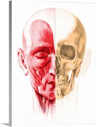 Learn vocabulary, terms and more with flashcards, games and other study tools. Anatomy Of A Male Human Head With Half Muscles And Half Skull Wall Art Canvas Prints Framed Prints Wall Peels Great Big Canvas