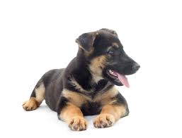 German shepherd puppies (straight back) kc. German Shepherd Dog Dogs Breed Information Omlet