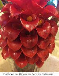 Ginger De Cera De Indonesia Arbol De Aguacate Flores Flores Raras
