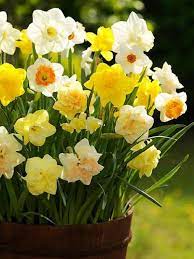 5 Fragrant Daffodil Mix Bulbs Garden Hardy Perennial Fall Narcissus Bee Spring Flower Bloom Landscape Holland Container Bulb Pla Jardim Cores Jardins Japoneses