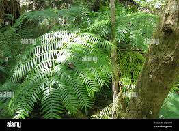 Image result for Ptisana salicifolia