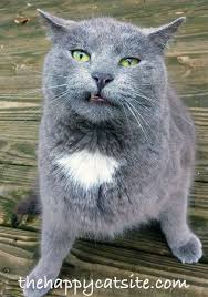 Cat Ears Down Cat Ears Back A Complete Guide To Cat Ear Language Funny Animals Funny Cute Cats Adorable Kittens Funny