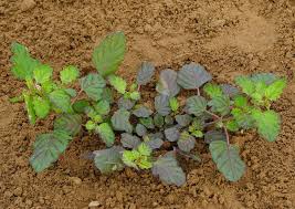Image result for Boerhavia diffusa