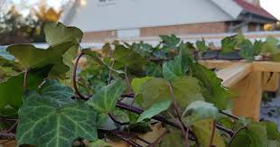 Projekt Garagendach Begrunen Vom Landleben Garage Dach Garage Dach