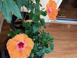 Bring chinese hibiscus indoors when nighttime temperatures fall into the lower 50s f. How Long Do Hibiscus Flowers Last And How To Make Blooms Last Longer The Practical Planter