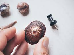 Doch dafür muss man ein loch in die muscheln bohren. Diy Einfach Muscheln Bohren Fur Schmuck Und Deko Im Sommer Yeah Handmade