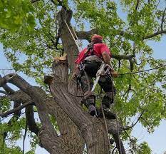 Arnold's tree and stump removal. Mike S Tree Removal Service Llc Brandywine Acquasco Southern Md