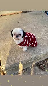 Lucas- lukis- lukin- Lukon