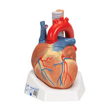 Check spelling or type a new query. Anatomical Heart Model Anatomy Of The Heart 7 Part Heart Model