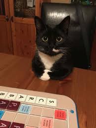 Pin On Tuxedo Cats