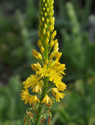 Image result for Bulbine asphodeloides