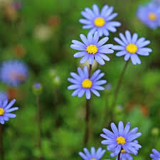 Image result for Felicia filifolia