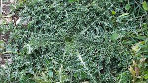 Διακριτικός τίτλος περιφέρεια τύπος αριθμός ειδικού σήματος αστέρια/κλειδιά διέυθυνση O Leykos Krhtikos Ebenos Spanio Endhmiko Fyto Cretan White Ebony Is An Extremely Rare Plant Youtube