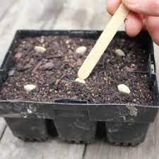 Keep the bowl somewhere that gets good sunlight and mist the leaves with water a couple of times each week. Zucchini Pod Easy Edible Gardening