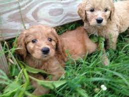 Maybe you would like to learn more about one of these? Goldendoodle Puppies In Virginia Top 5 Breeders 2021 We Love Doodles