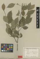 Image result for Turraea holstii