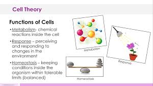 Cell structure gizmo | explorelearning www.explorelearning.com › gizmos cell structure for reading disabled. Cell Theory Lesson Plan A Complete Science Lesson Using The 5e Method Of Instruction Kesler Science