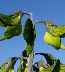 Image result for Crotalaria assurgens