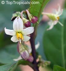Image result for Solanum sp.no.2