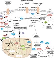 Cellular Metabolism Cell Signaling Technology
