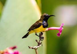 Burung srigunting merupakan burung yang terkenal dengan suara kicauan yang bagus dan warnanya yang indah. Gambar Pakan Atau Makanan Serta Ciri Ciri Atau Cara Melestarikan Anakan Burung Kolibri Sriganti Sogok Ontong Yang Gacor Jantan Dan Betina Download Suara Kolibri