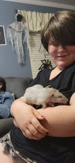 Pet Rats as Birthday Gifts for Children