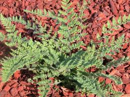 Image result for Cheilanthes botswanae
