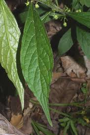 Image result for Violaceae