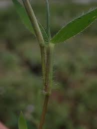Image result for Urochloa umbellata