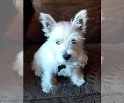 Westie puppies for adoption in florida. Puppyfinder Com West Highland White Terrier Puppies Puppies For Sale Near Me In Florida Usa Page 1 Displays 10
